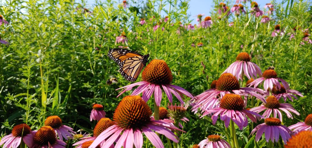 monarch butterfly on purple cone flower