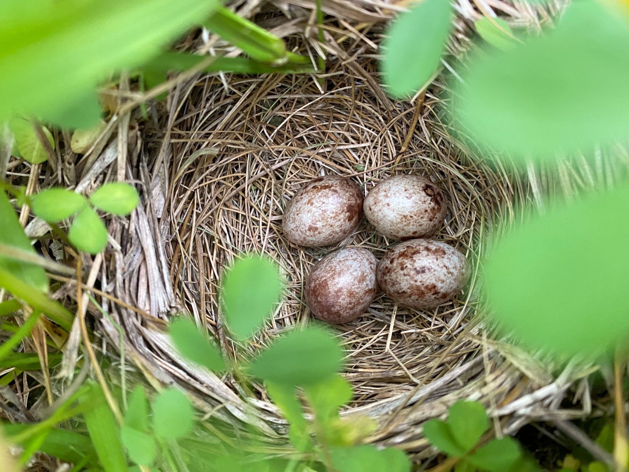 Exploring Impacts of Regenerative Grazing Practices on Grassland Birds ...