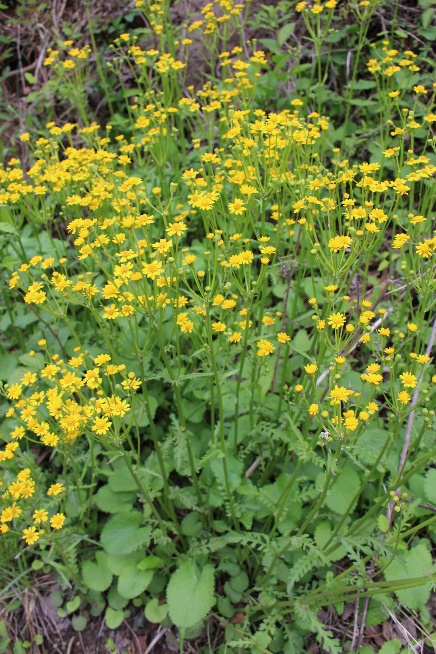 What's in Bloom | Golden Ragwort - Virginia Working Landscapes