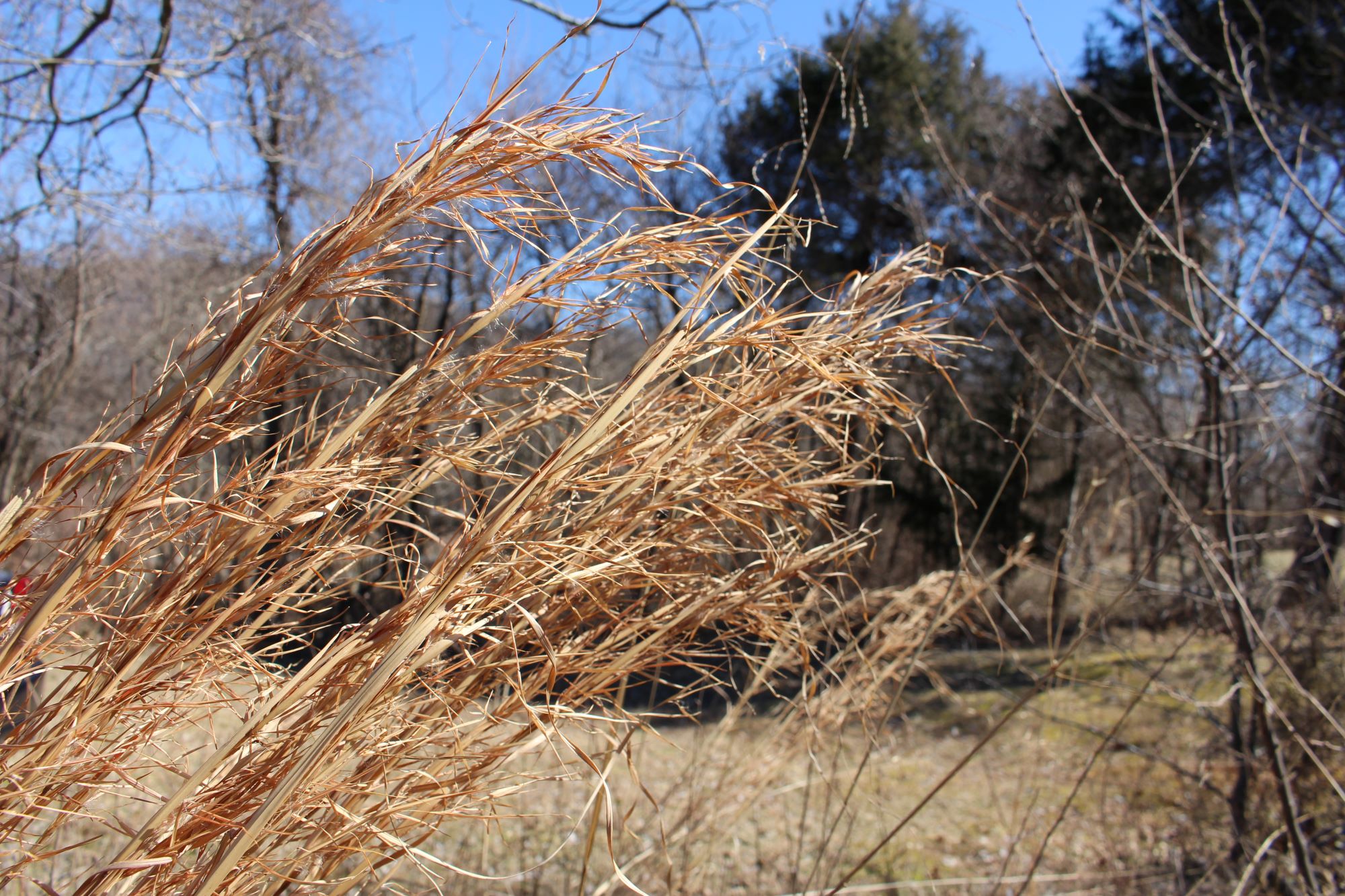 Broomsedge Virginia Working Landscapes