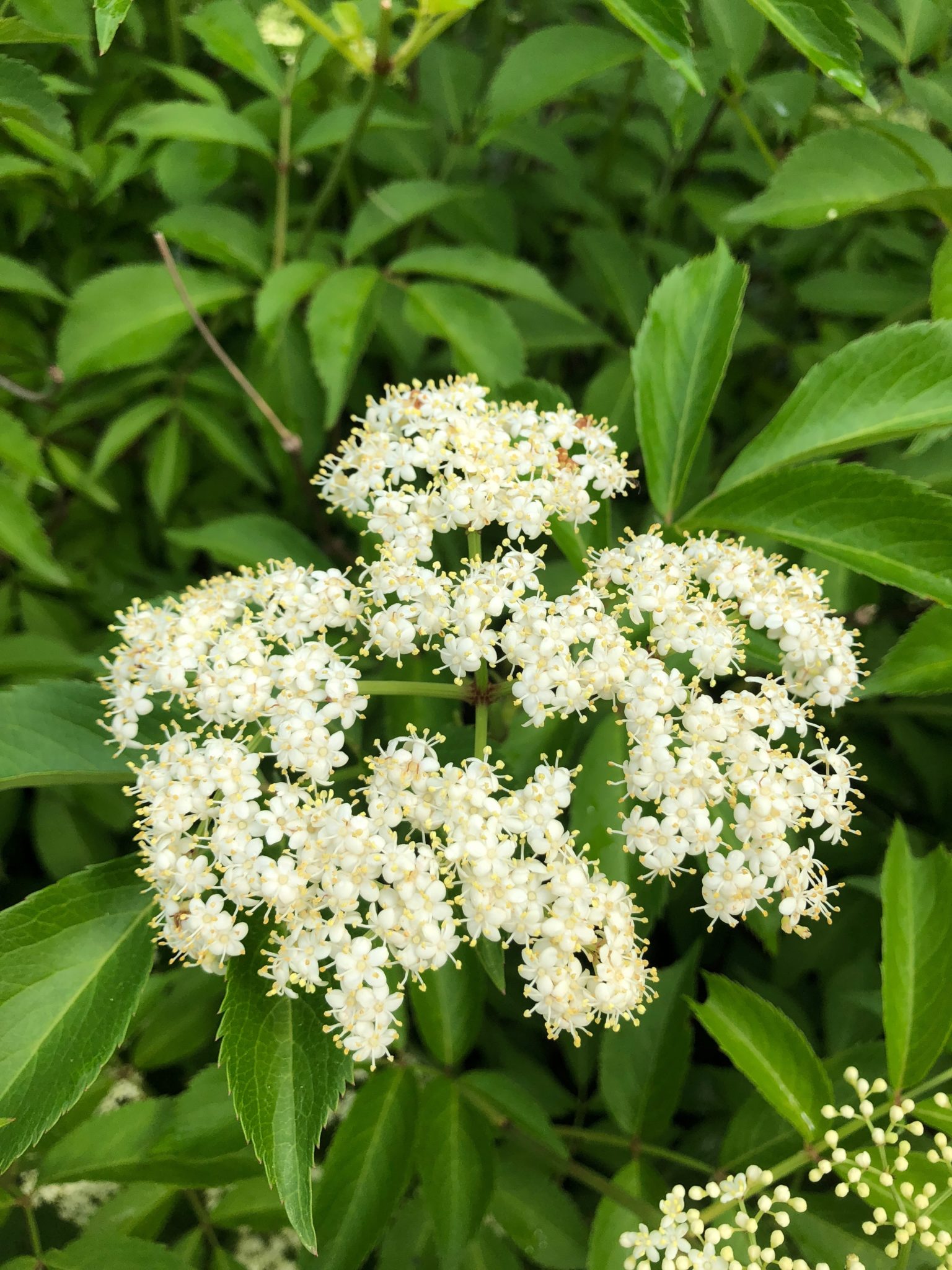 What's in Bloom | Common Elderberry - Virginia Working Landscapes