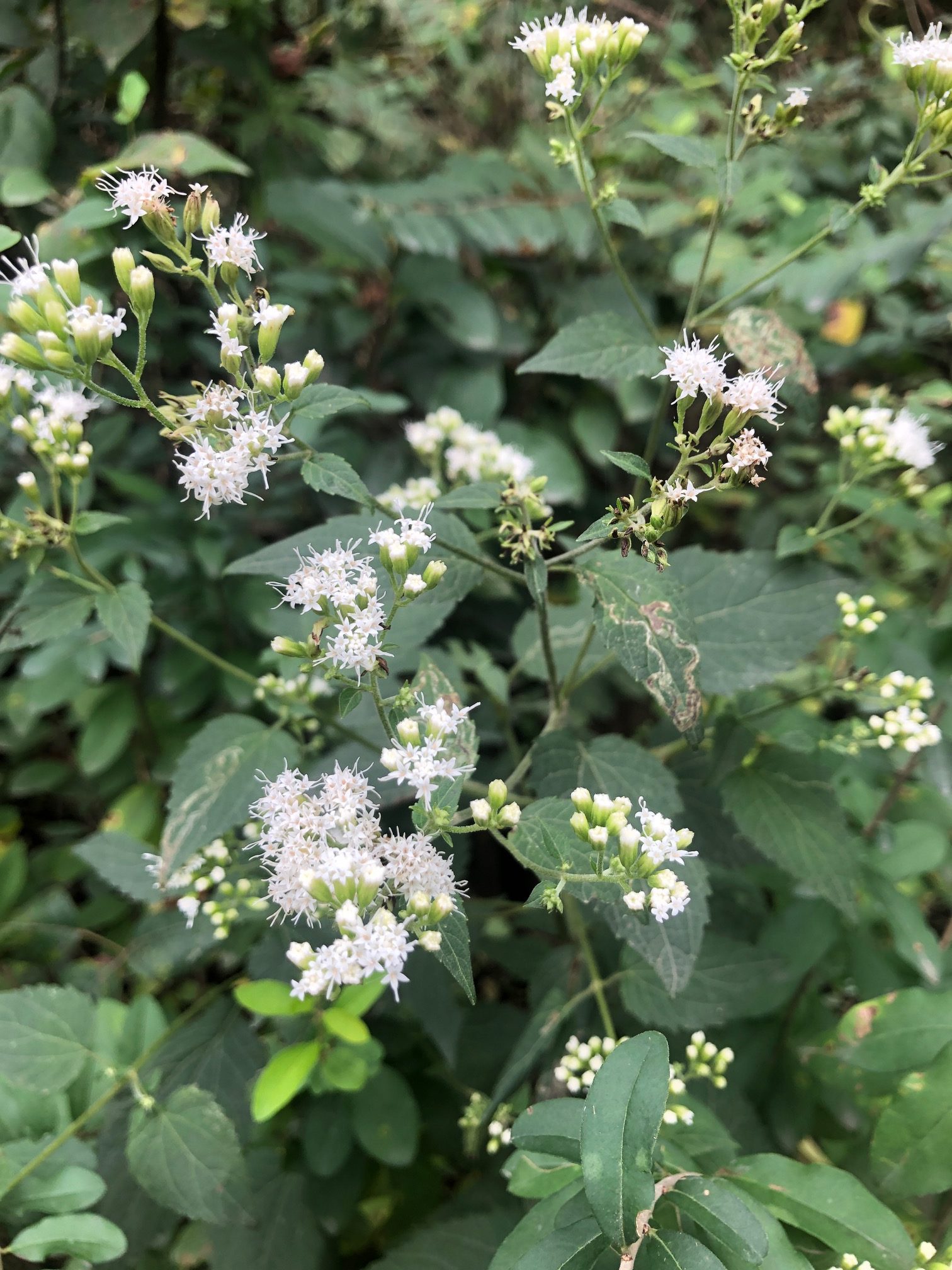 What's in Bloom | White Snakeroot - Virginia Working Landscapes