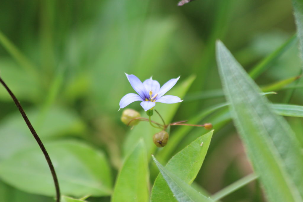 Blue-Eyed Grass Blooms for Bees and Butterflies - Virginia Native Plant  Society