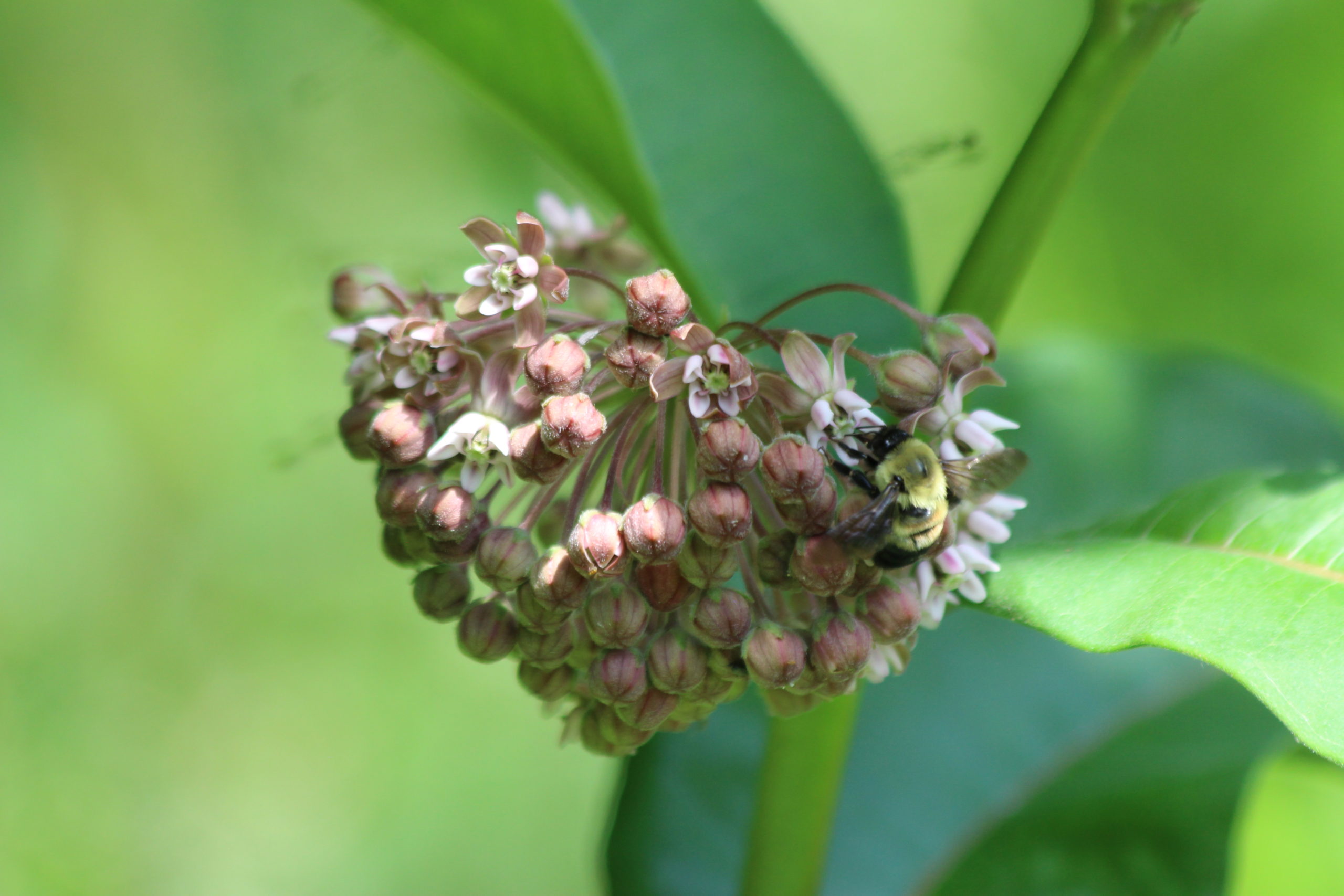 What's In Bloom | Milkweeds - Virginia Working Landscapes