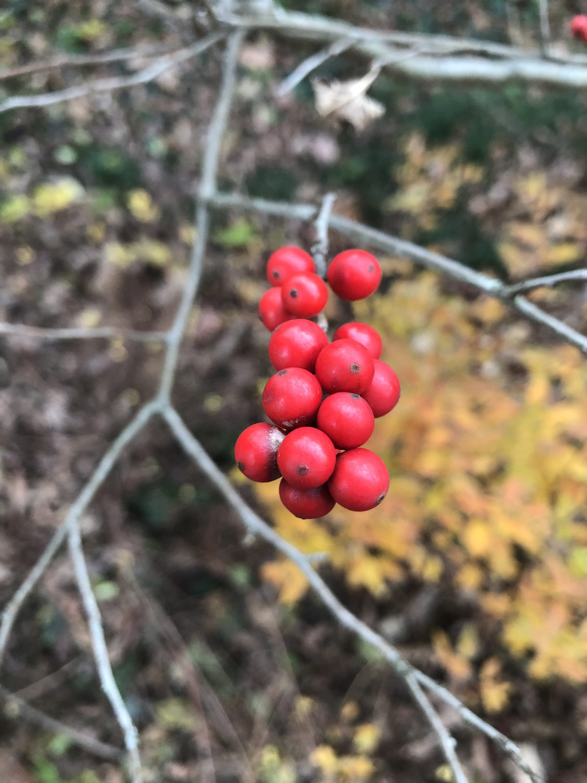 Winterberry – A Holly Like No Other – Norfolk Botanical Garden