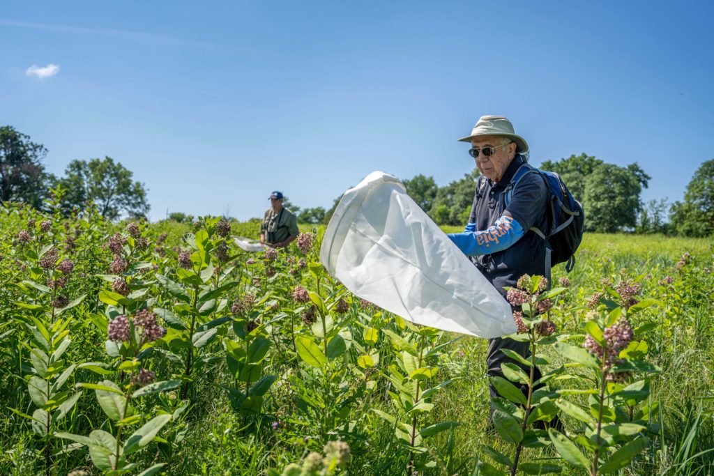 volunteer using butterfly net insect pollinator survey